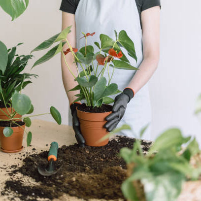 Anthurium Stekken