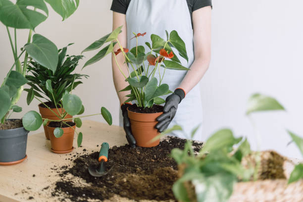 Anthurium Stekken