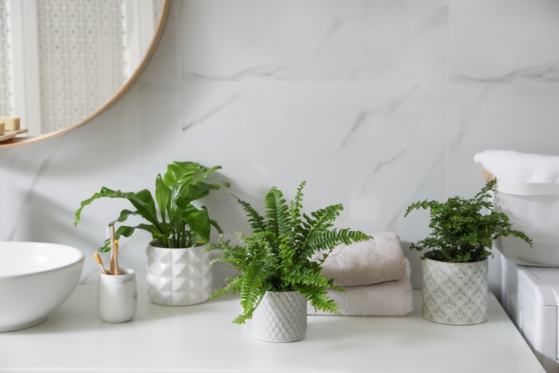 Beste Planten voor in de Badkamer