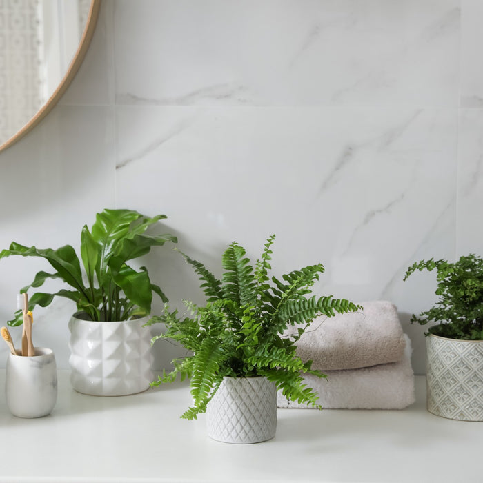 Beste Planten voor in de Badkamer