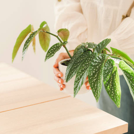 Begonia Verzorging