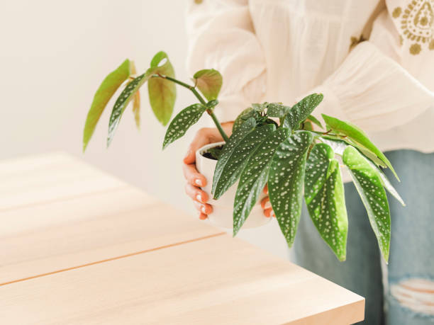 Begonia Verzorging