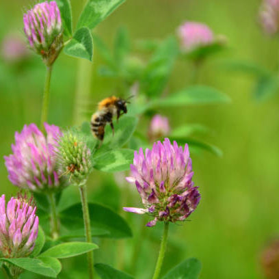 Bijenplanten Top 10