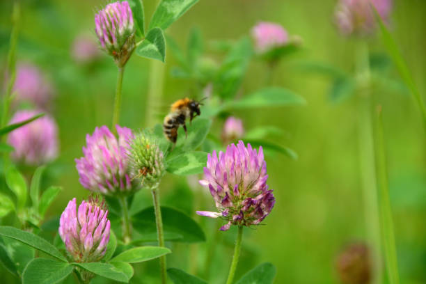 Bijenplanten Top 10