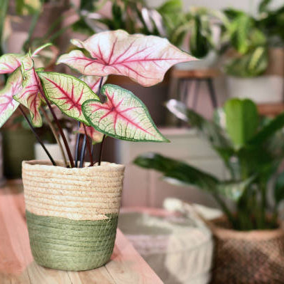 Caladium Verzorging