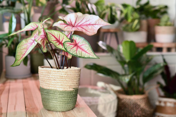 Caladium Verzorging