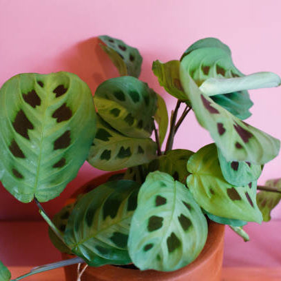 Calathea Verzorging