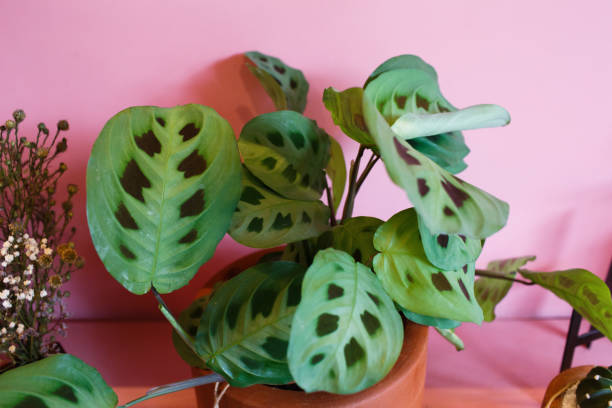 Calathea Verzorging