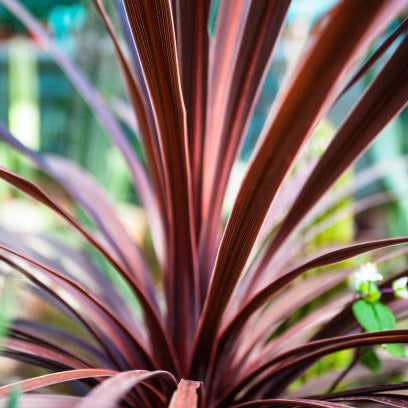 Cordyline Verzorging