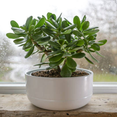 Crassula Stekken