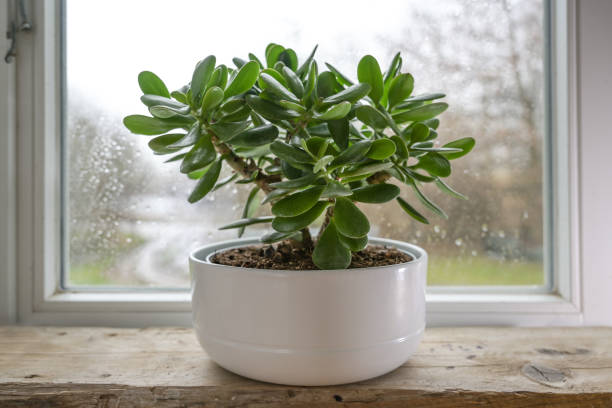 Crassula Stekken