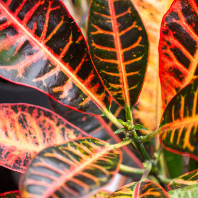 Croton (Codiaeum) Verzorging