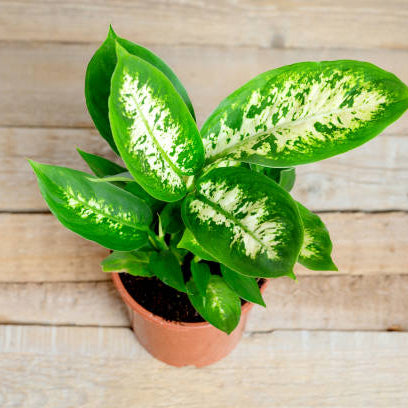 Dieffenbachia Verzorging