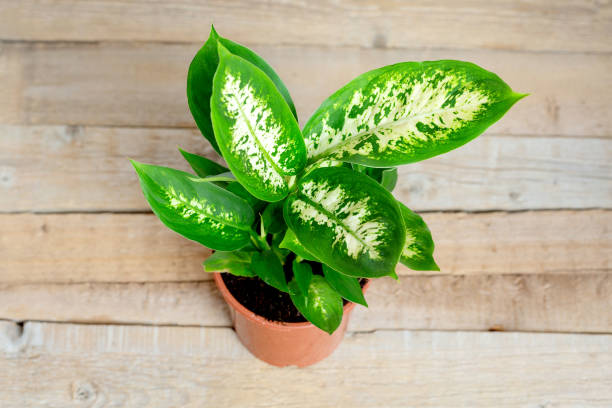 Dieffenbachia Stekken