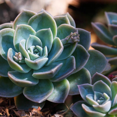 Echeveria Verzorging