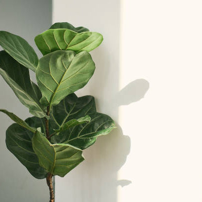 Ficus Stekken