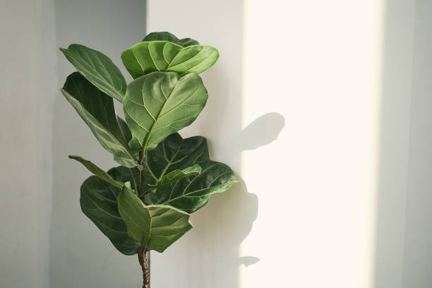 Ficus Stekken