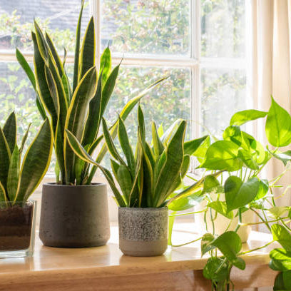 Lichtbehoefte Kamerplanten