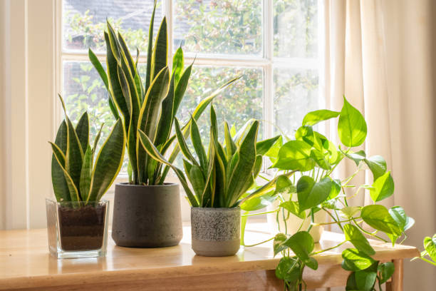 Lichtbehoefte Kamerplanten