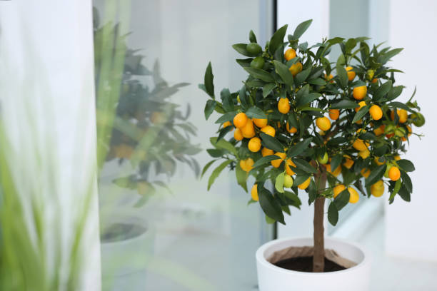 Kumquat Verzorging