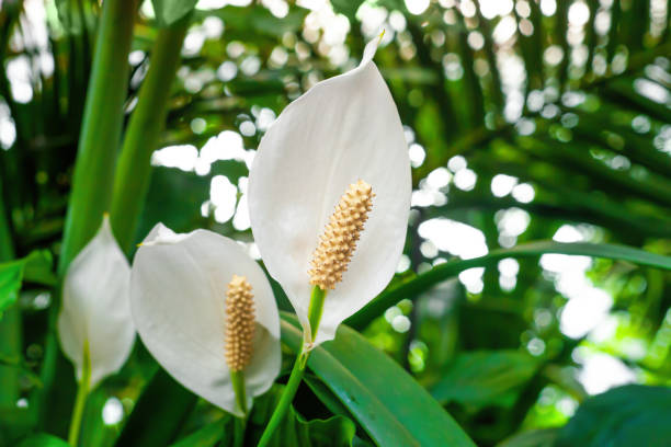 Lepelplant Stekken