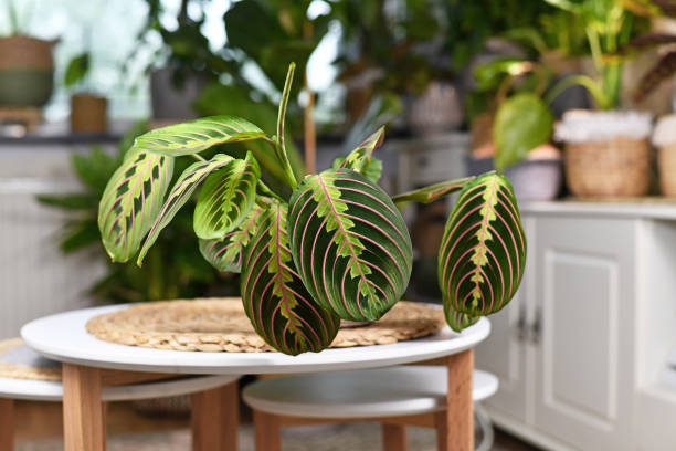 Maranta Verzorging