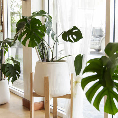 Monstera Stekken