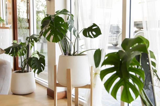 Monstera Stekken