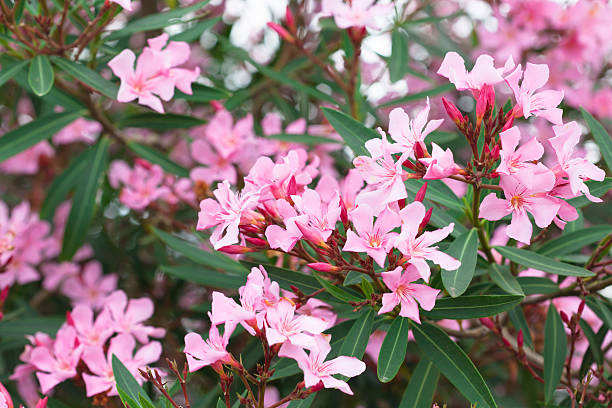 Oleander Snoeien