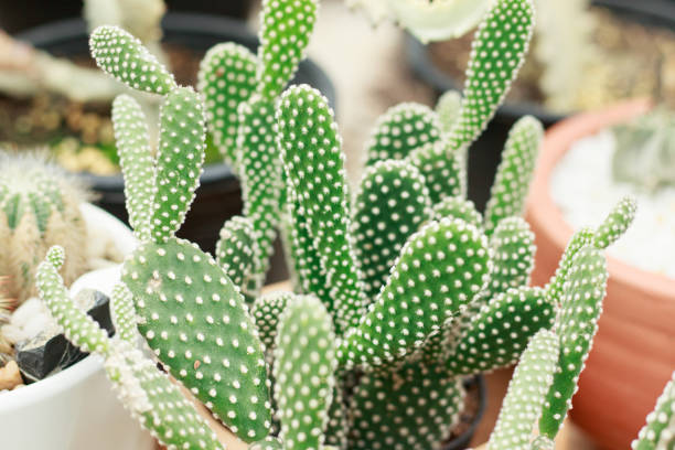 Opuntia (Schijfcactus - Vijgcactus) Verzorging