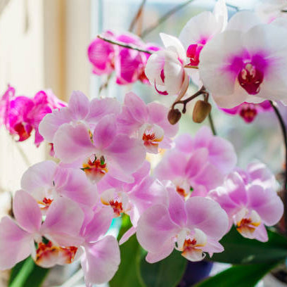 Orchidee Stekken