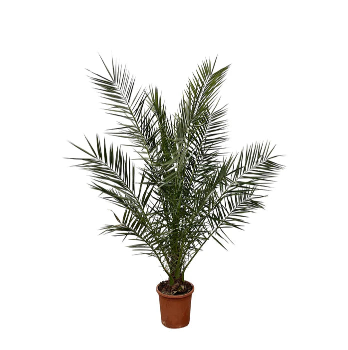 Phoenix Canariensis Verzorging