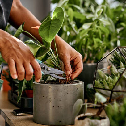 Planten Snoeien