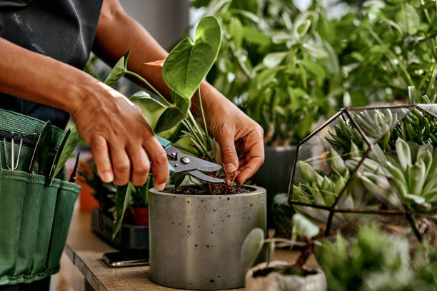 Planten Snoeien