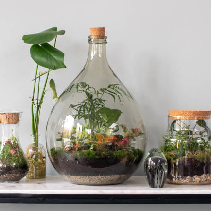 Welke Planten in Terrarium