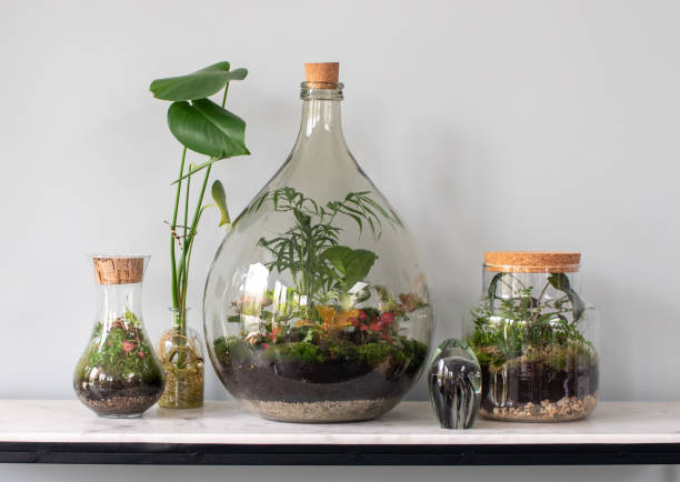 Welke Planten in Terrarium