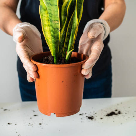 Planten Verpotten