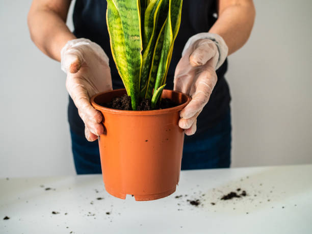 Planten Verpotten