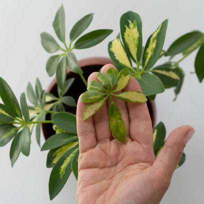 Schefflera Stekken