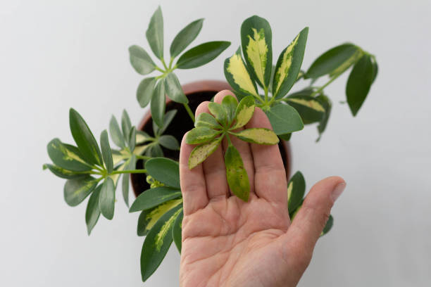 Schefflera Stekken