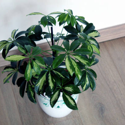 Schefflera Verzorging