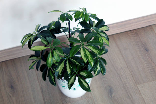 Schefflera Verzorging