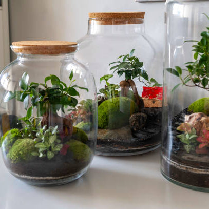 Planten terrarium