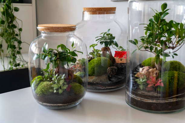 Planten terrarium