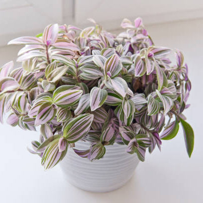 Tradescantia (Vaderplant) Verzorging