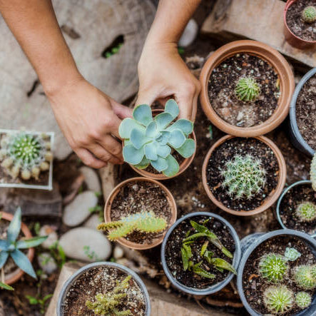 Vetplant Stekken