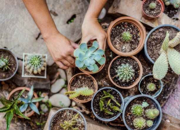 Vetplant Stekken