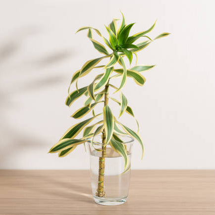 Dracaena Stekken