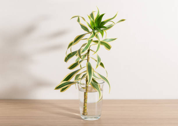 Dracaena Stekken