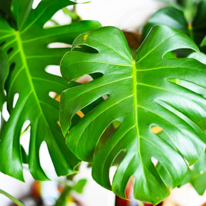 Monstera Pertusum vs Deliciosa